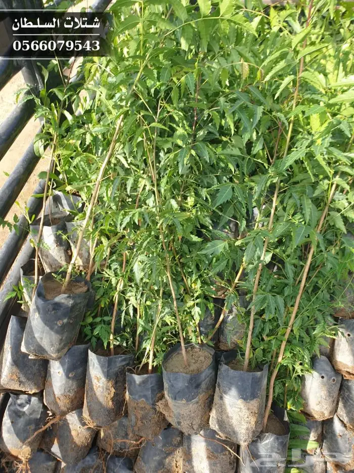 شتلات النيم الصحراويه المفيده . 13