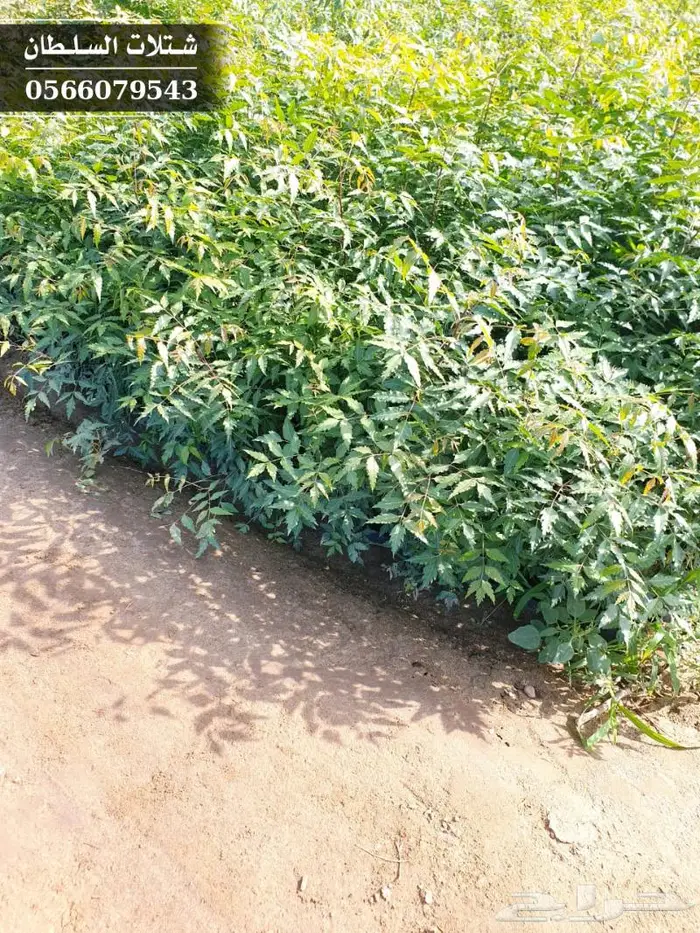 شتلات النيم الصحراويه المفيده . 14