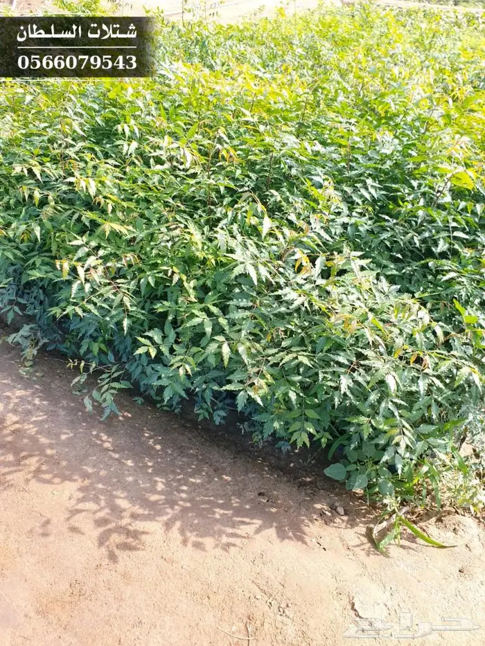شتلات النيم الصحراويه المفيده . 15