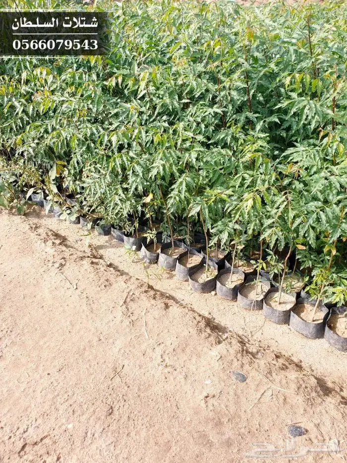 شتلات النيم الصحراويه المفيده . 16