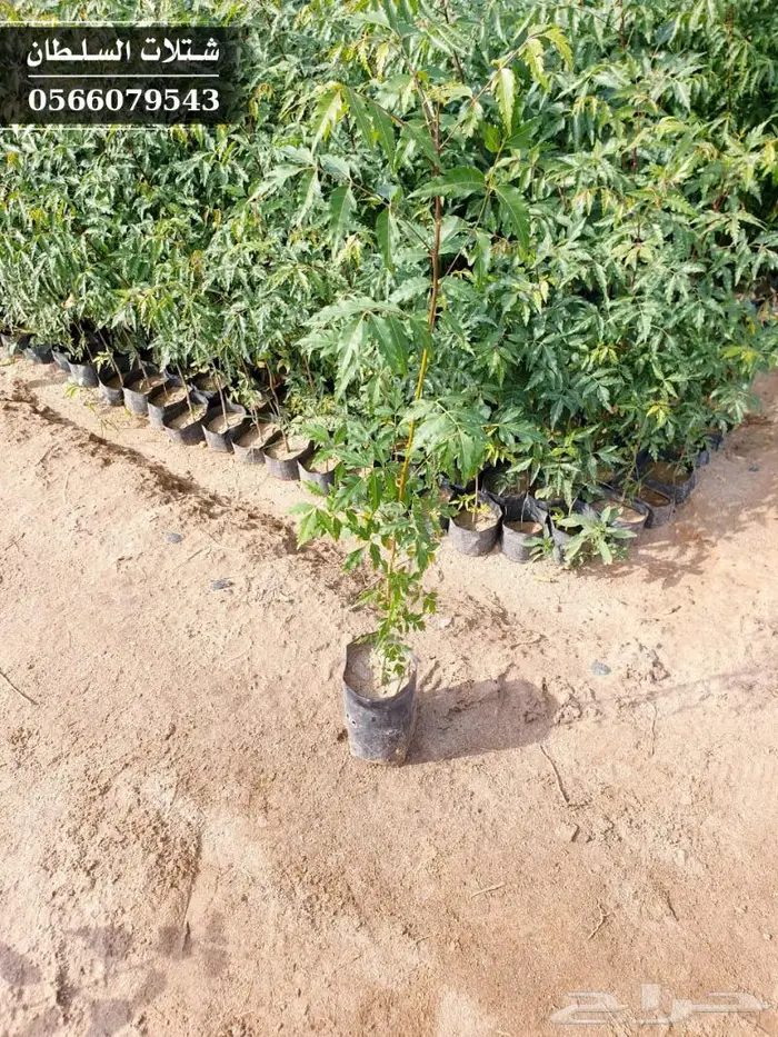 شتلات النيم الصحراويه المفيده . 25