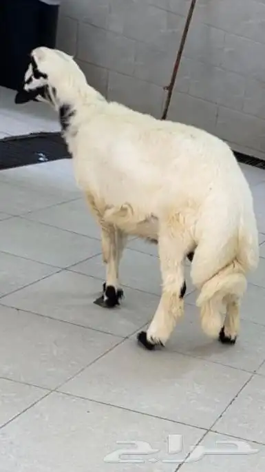 ذبائح بريه طيبه 1