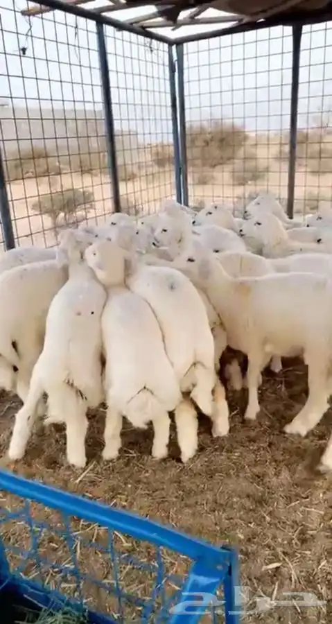 ذبائح جبره وكفو ونظيفه واذا ما اعجبتك لاتحاسب 1