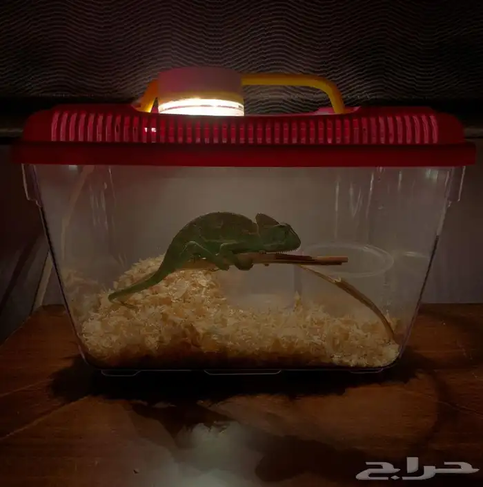 حرباء المحجبه متوفر تمارا 4