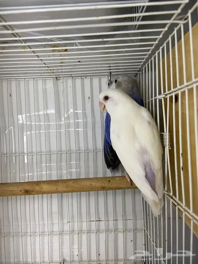 روز فالو(تم البيع) 1