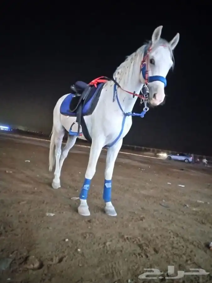 خيول وجمال وسيسي للإيجار  6