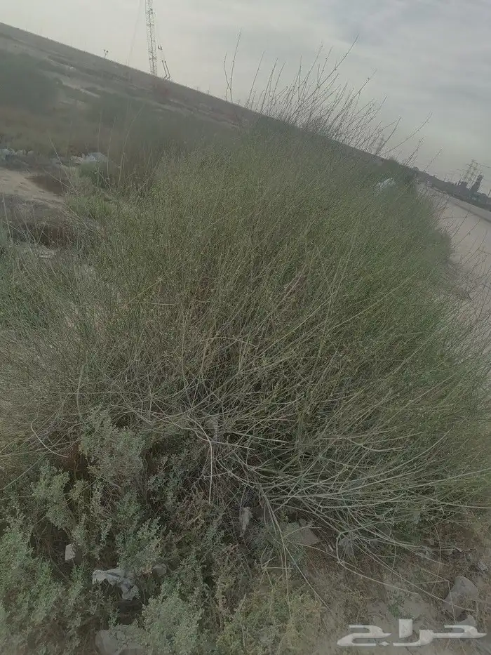 مرخ للمندي 0