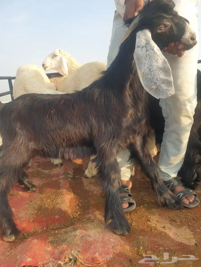 ذبايح حريه فاخره لباب بيتك خرفان تيوس سواكن 18