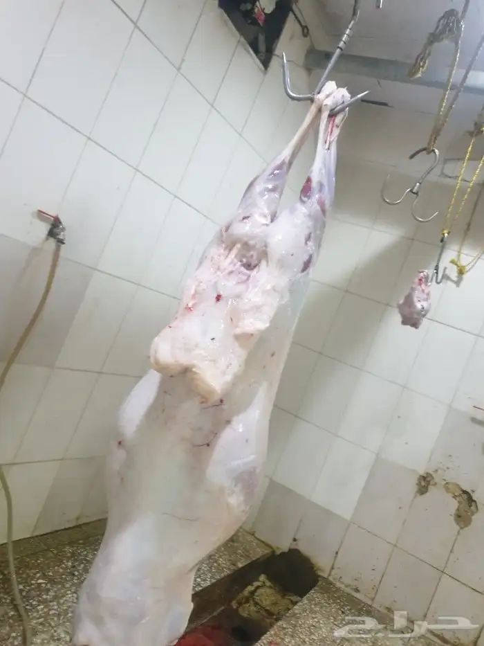 ذبايح حريه فاخره لباب بيتك خرفان تيوس سواكن 15