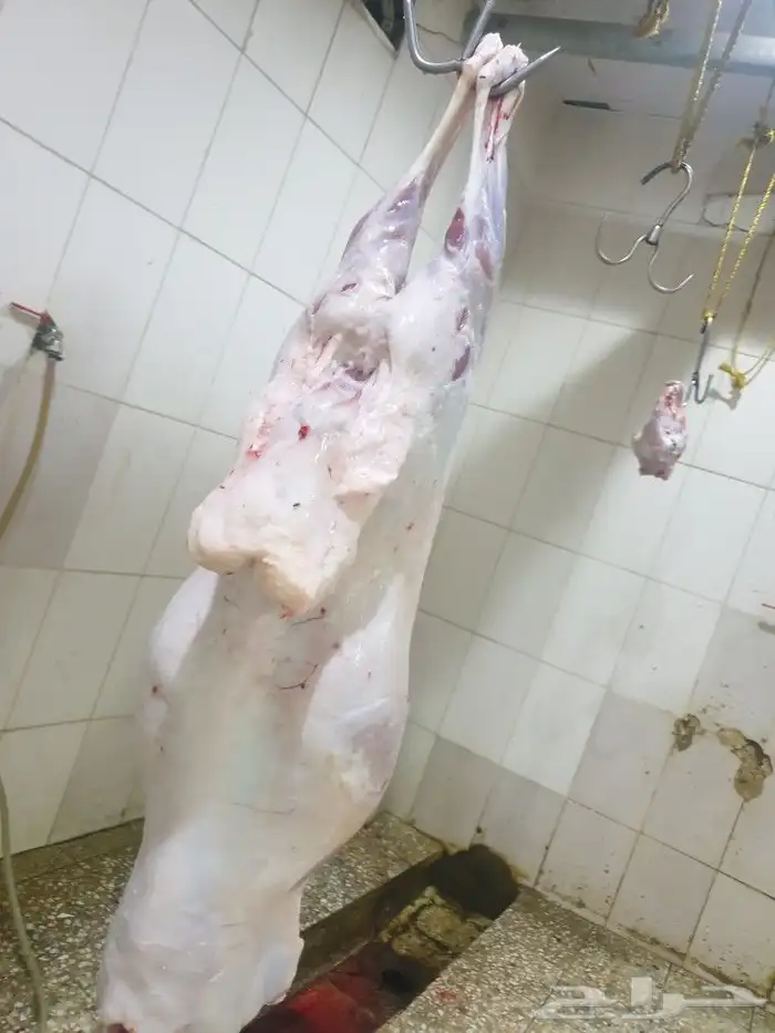 ذبايح حريه فاخره لباب بيتك خرفان تيوس سواكن 17
