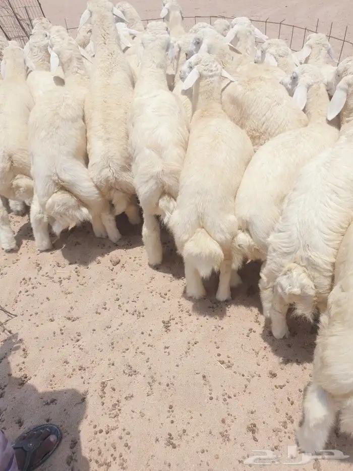 ذبايح حريه فاخره لباب بيتك خرفان تيوس سواكن 1