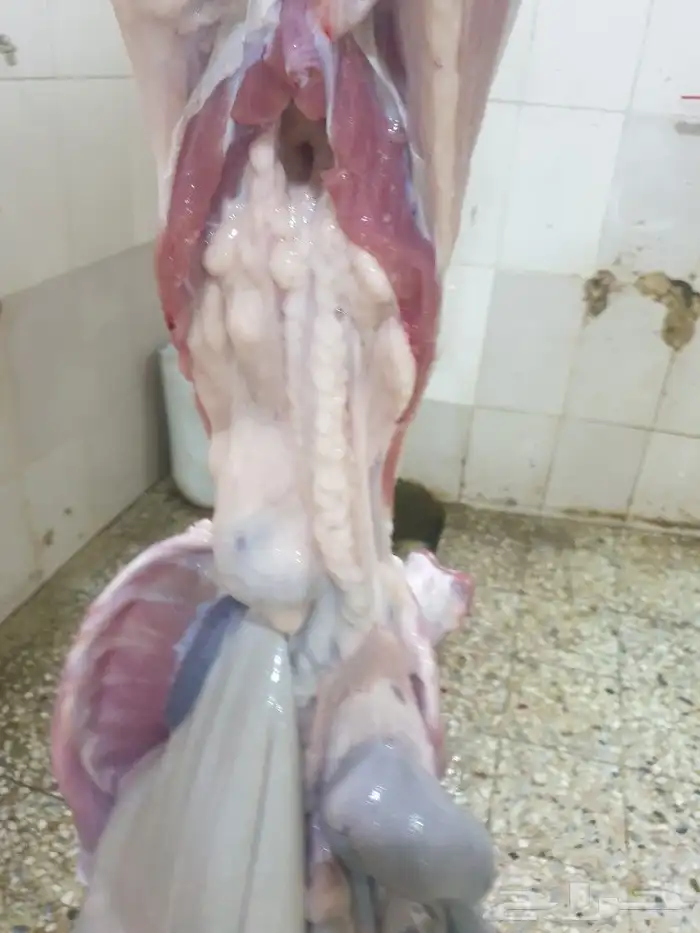 ذبايح حريه فاخره لباب بيتك خرفان تيوس سواكن 20