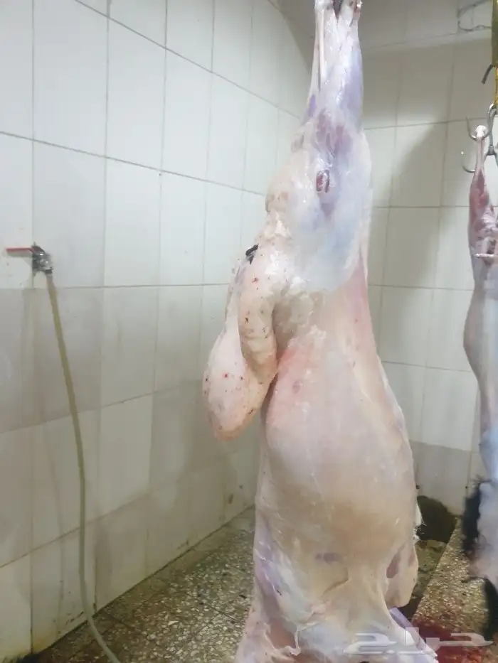 ذبايح حريه فاخره لباب بيتك خرفان تيوس سواكن 22