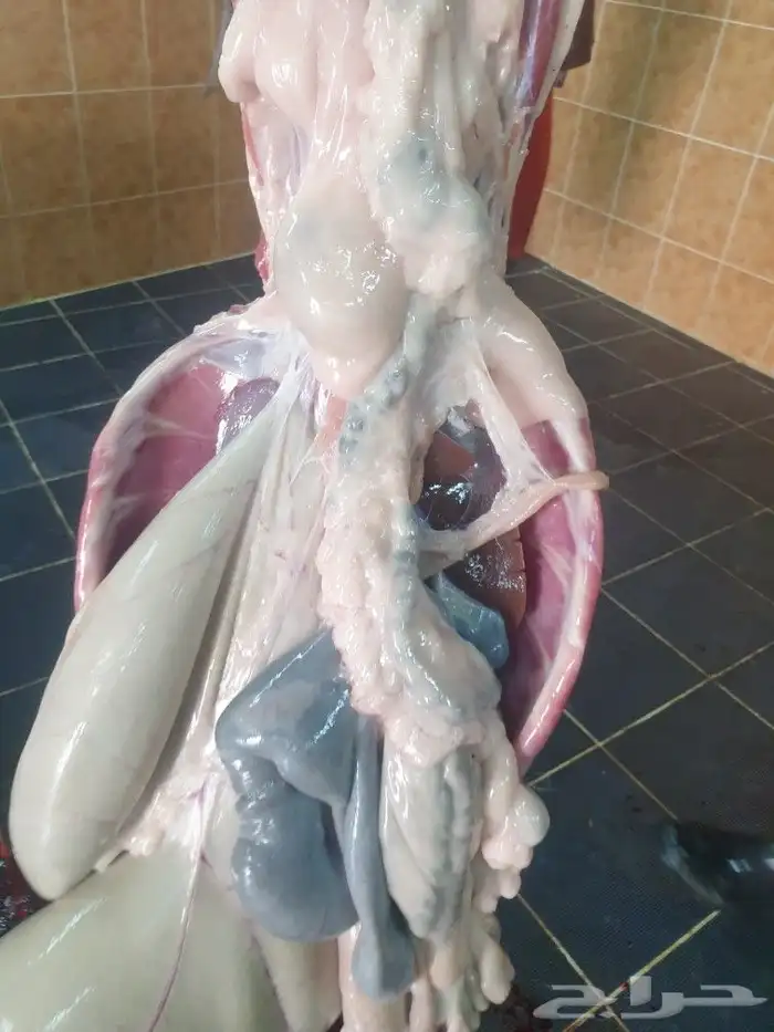 ذبايح حريه فاخره لباب بيتك خرفان تيوس سواكن 3