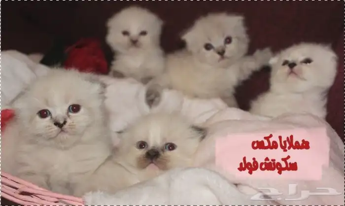 قط ذكر سكوتش فولد هجين للتزاوج جدة 13