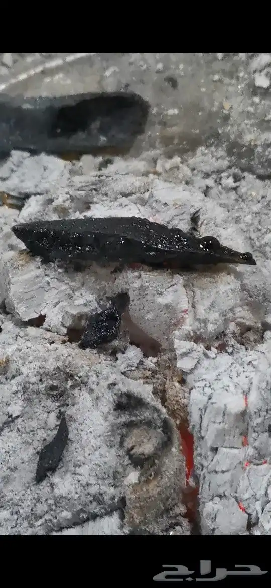 عود موروكي تري محسن 3