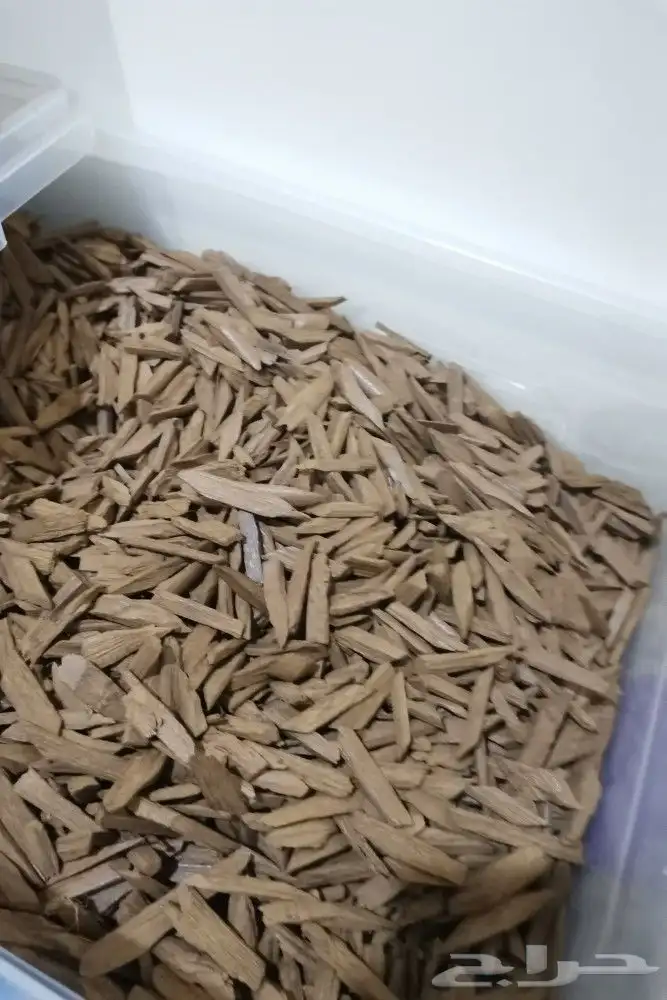 عود موروكي تري محسن 2