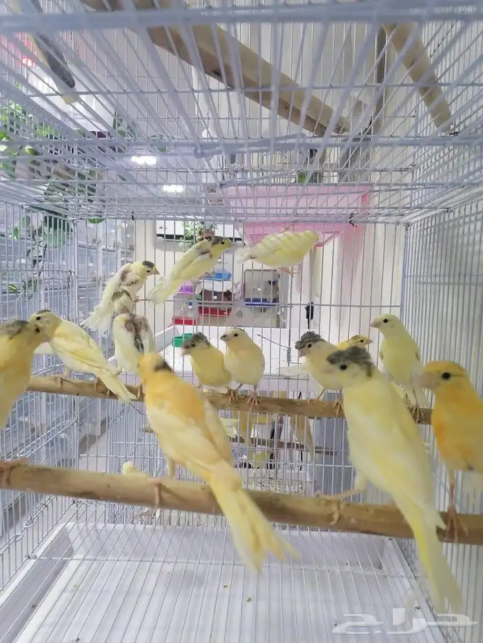 فروخ كناري سوري(تم البيع) 2