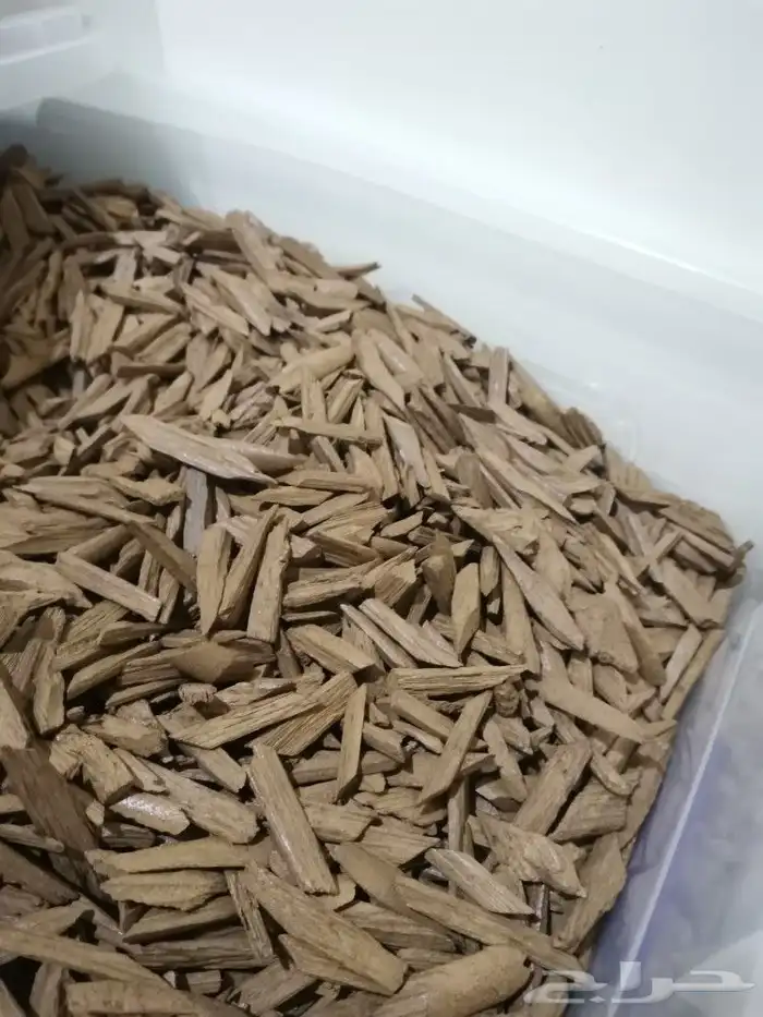 عود موروكي تري محسن 1