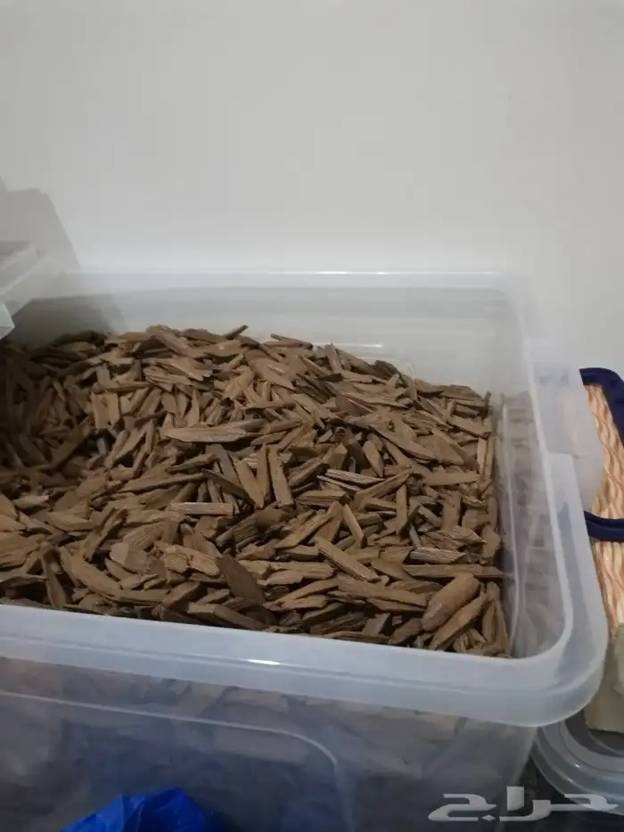 عود موروكي تري محسن 0