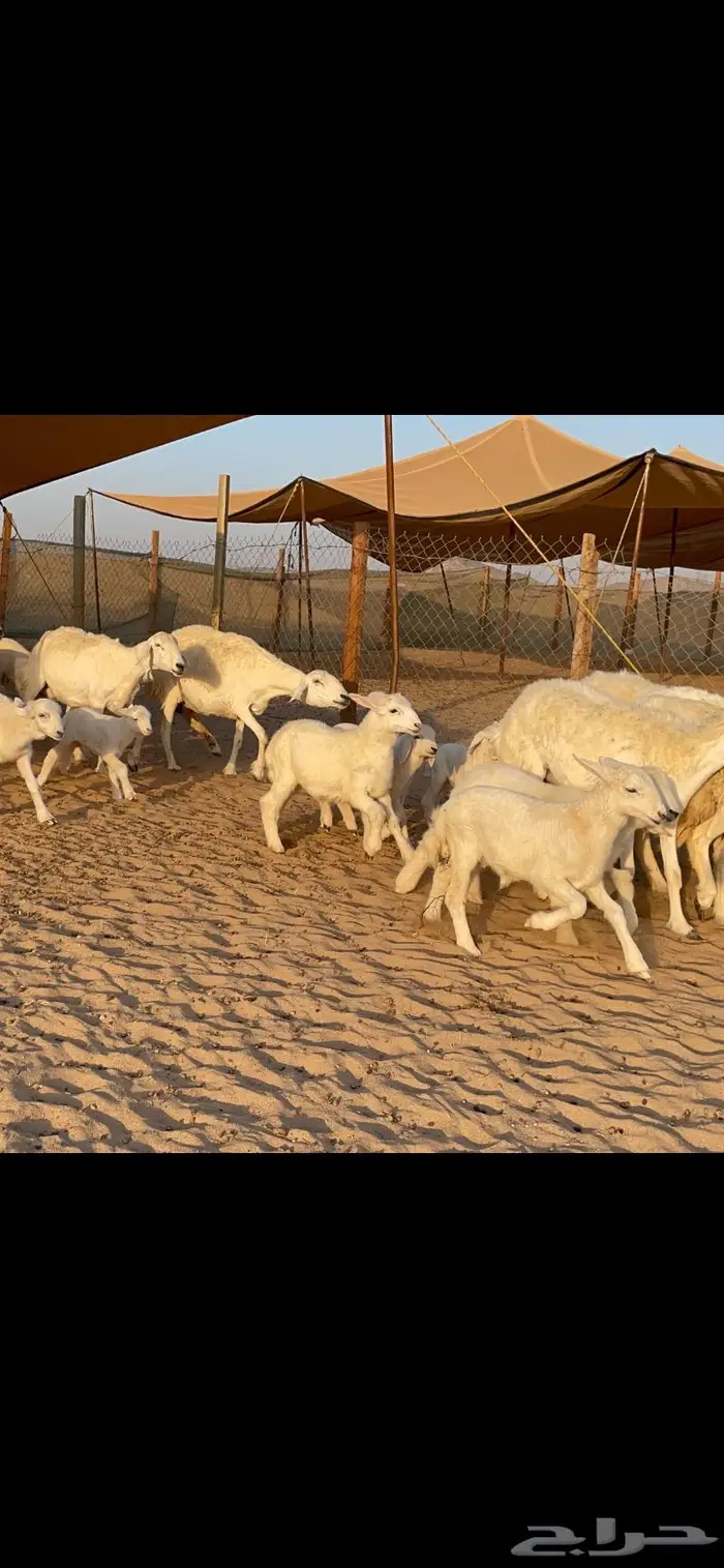 غنم حرية متابيع حرش 31 تحتها 31 0