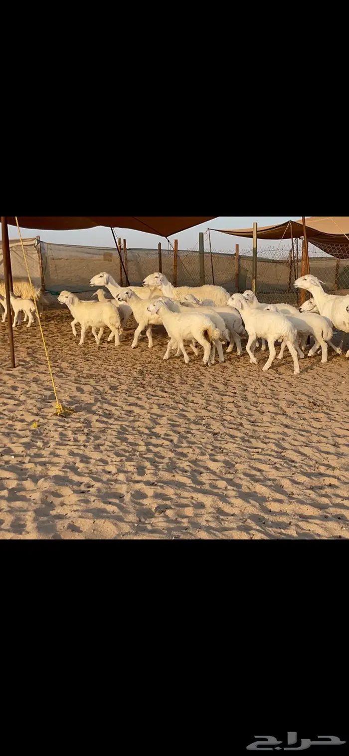 غنم حرية متابيع حرش 31 تحتها 31 2