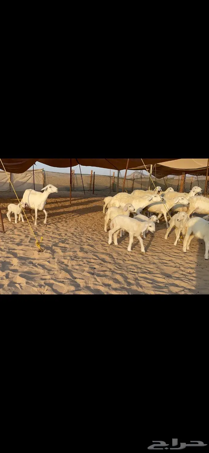 غنم حرية متابيع حرش 31 تحتها 31 4