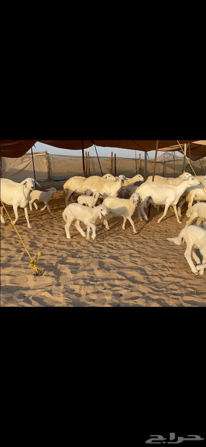 غنم حرية متابيع حرش 31 تحتها 31 5