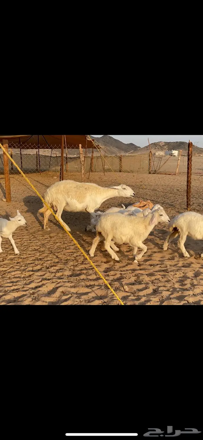 غنم حرية متابيع حرش 31 تحتها 31 6