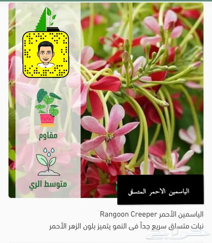 مشتل سعود اشجار   زهور   ورود   متسلقات وجميع مايخص الزراعه 0