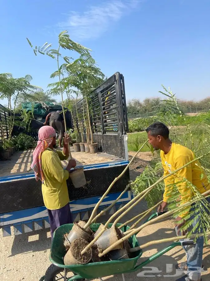 مشتل التكامل الاخضر لبيع الشتلات وجميع الاشجار 0533351329 5