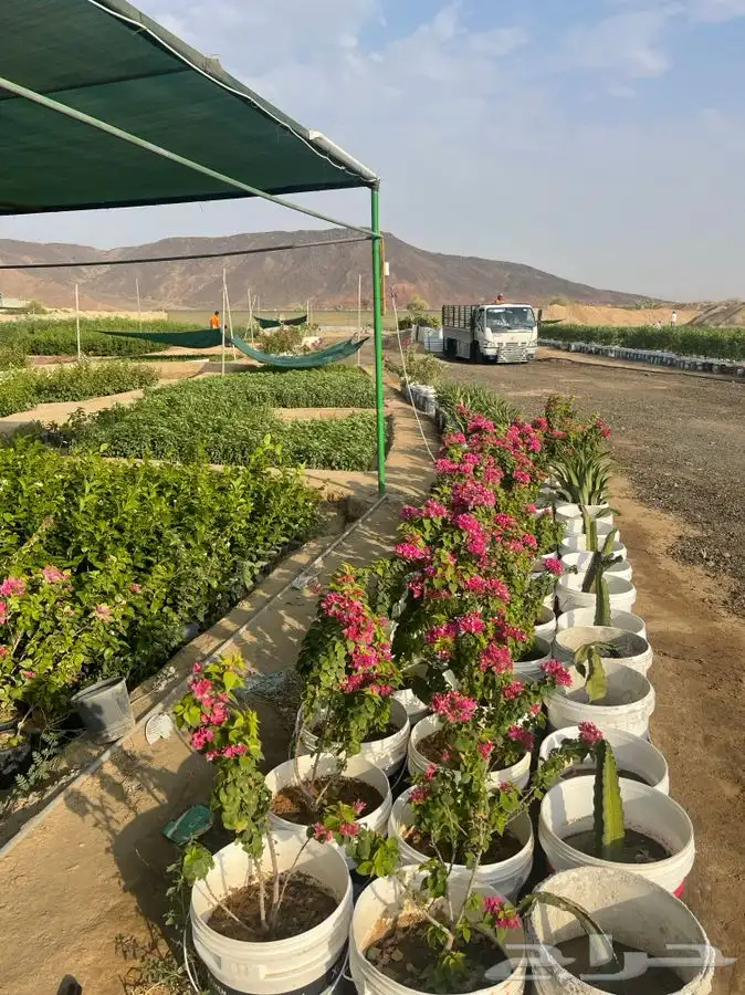مشتل التكامل الاخضر لبيع الشتلات وجميع الاشجار 0533351329 47
