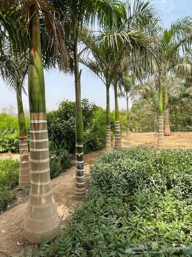 مشتل التكامل الاخضر لبيع الشتلات وجميع الاشجار 0533351329 51