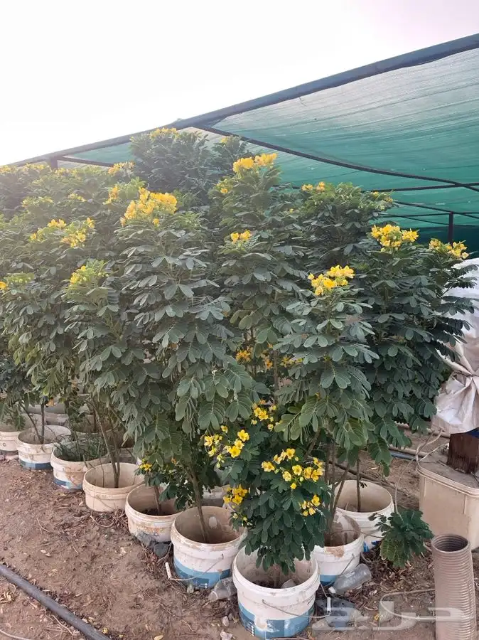 مشتل التكامل الاخضر لبيع الشتلات وجميع الاشجار 0533351329 43