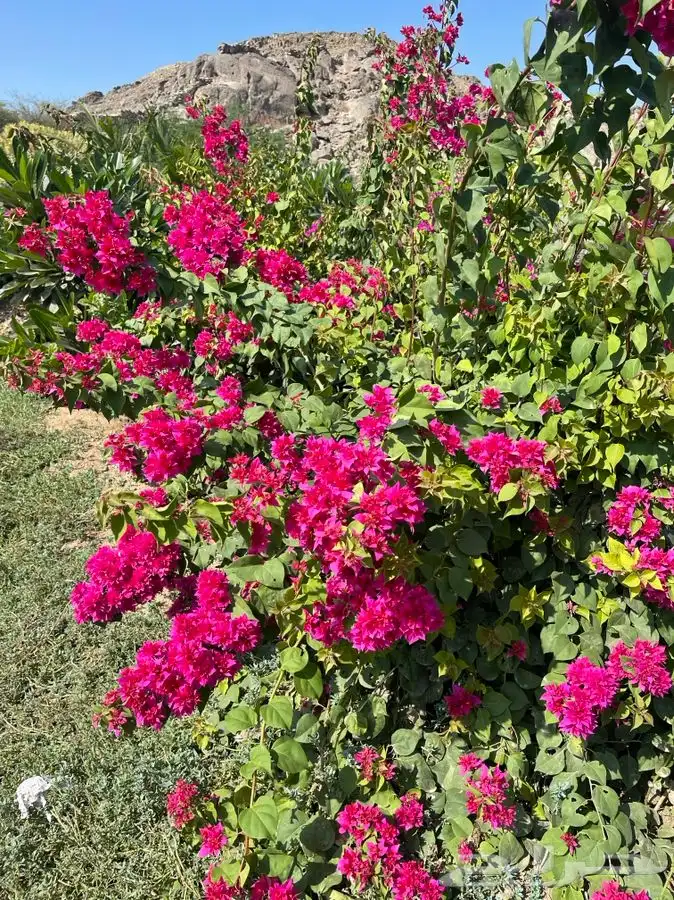 مشتل التكامل الاخضر لبيع الشتلات وجميع الاشجار 0533351329 31