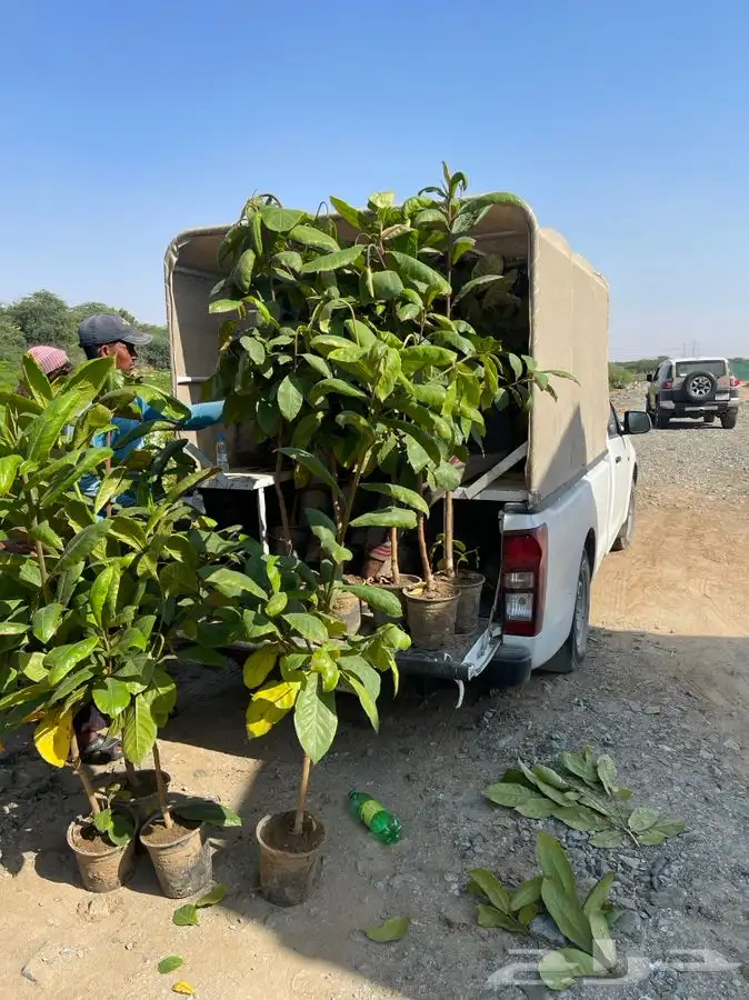 مشتل التكامل الاخضر لبيع الشتلات وجميع الاشجار 0533351329 29