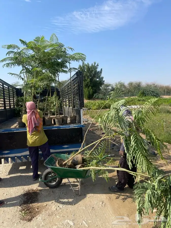 مشتل التكامل الاخضر لبيع الشتلات وجميع الاشجار 0533351329 4