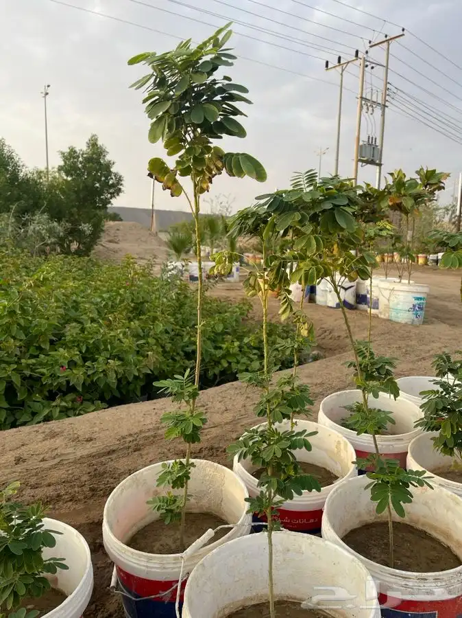 مشتل التكامل الاخضر لبيع الشتلات وجميع الاشجار 0533351329 44