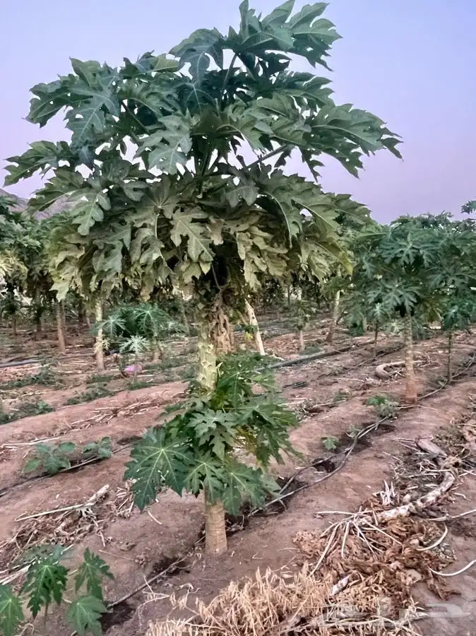 مشتل التكامل الاخضر لبيع الشتلات وجميع الاشجار 0533351329 22