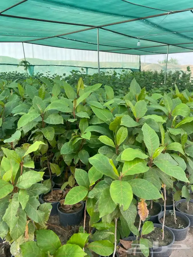 مشتل التكامل الاخضر لبيع الشتلات وجميع الاشجار 0533351329 45