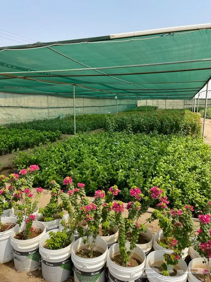 مشتل التكامل الاخضر لبيع الشتلات وجميع الاشجار 0533351329 49