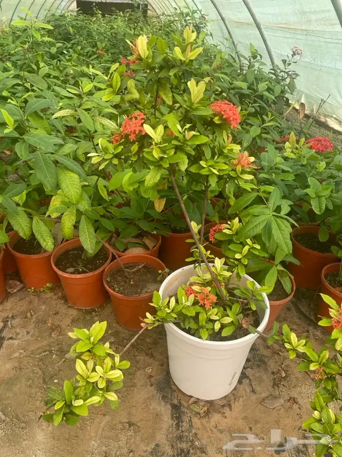 مشتل التكامل الاخضر لبيع الشتلات وجميع الاشجار 0533351329 37