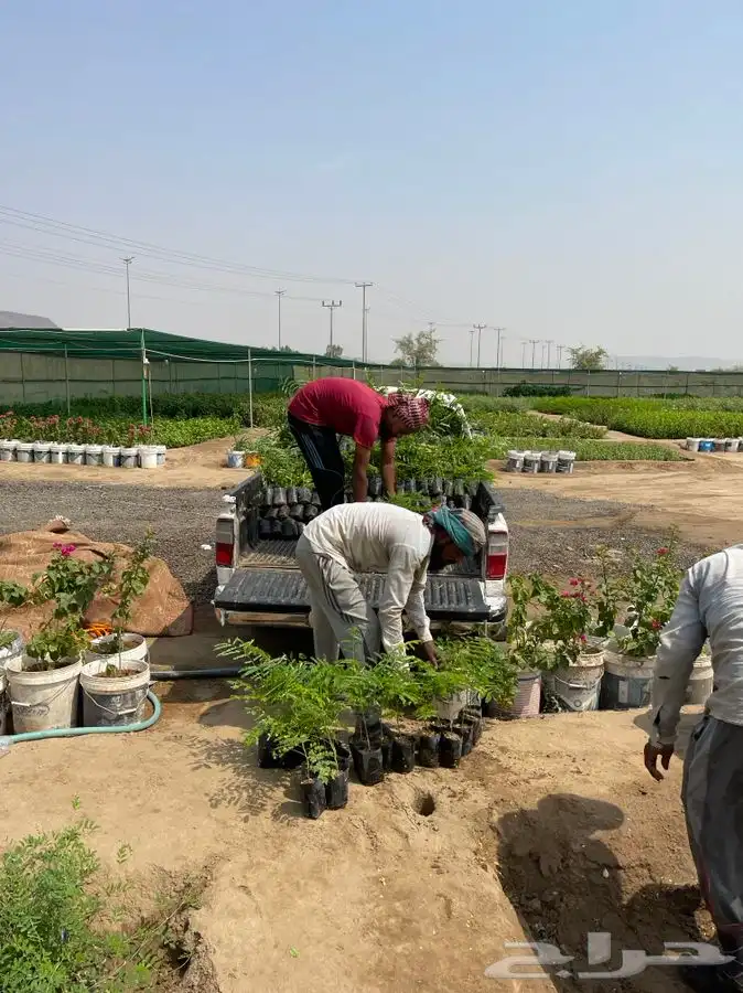 مشتل التكامل الاخضر لبيع الشتلات وجميع الاشجار 0533351329 50