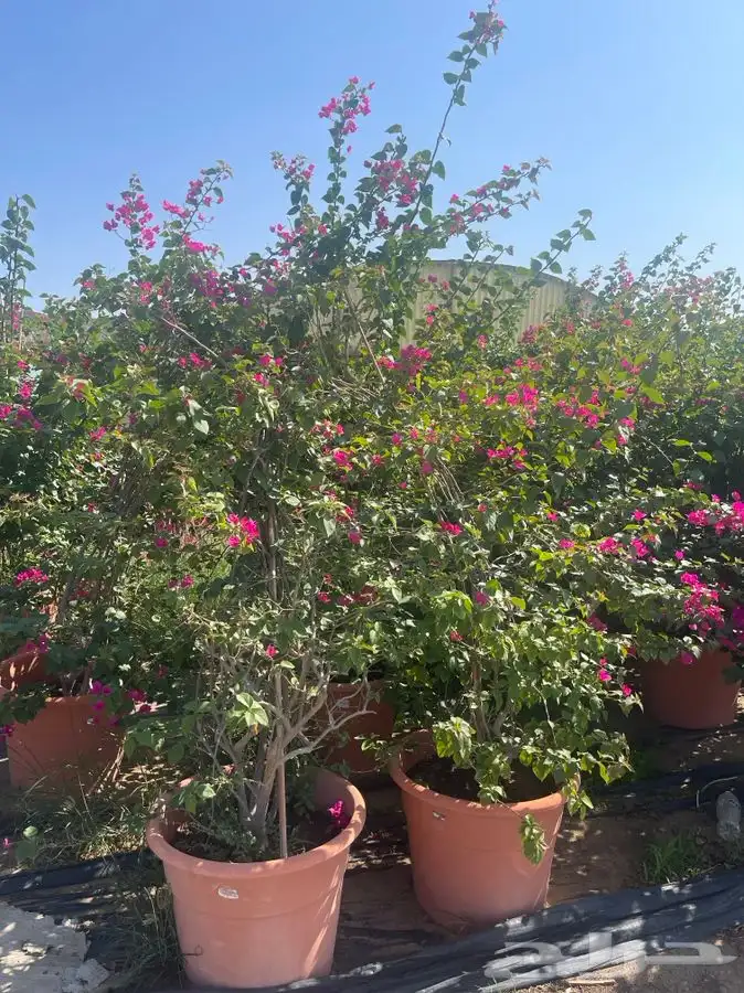 مشتل التكامل الاخضر لبيع الشتلات وجميع الاشجار 0533351329 33