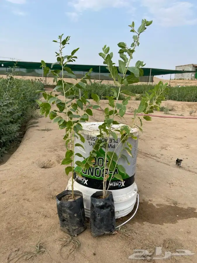 مشتل التكامل الاخضر لبيع الشتلات وجميع الاشجار 0533351329 48