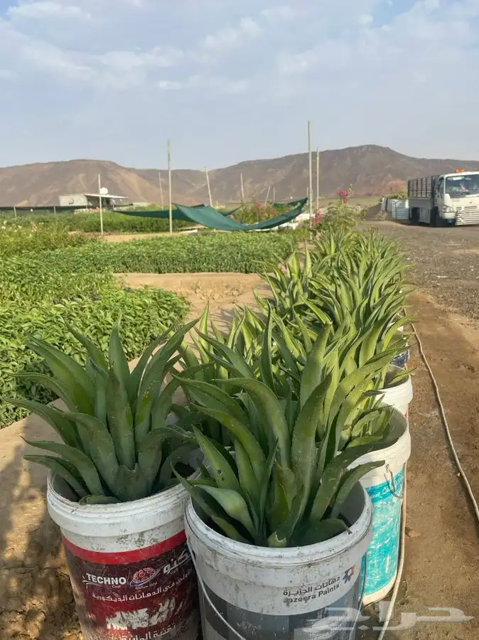 مشتل التكامل الاخضر لبيع الشتلات وجميع الاشجار 0533351329 46