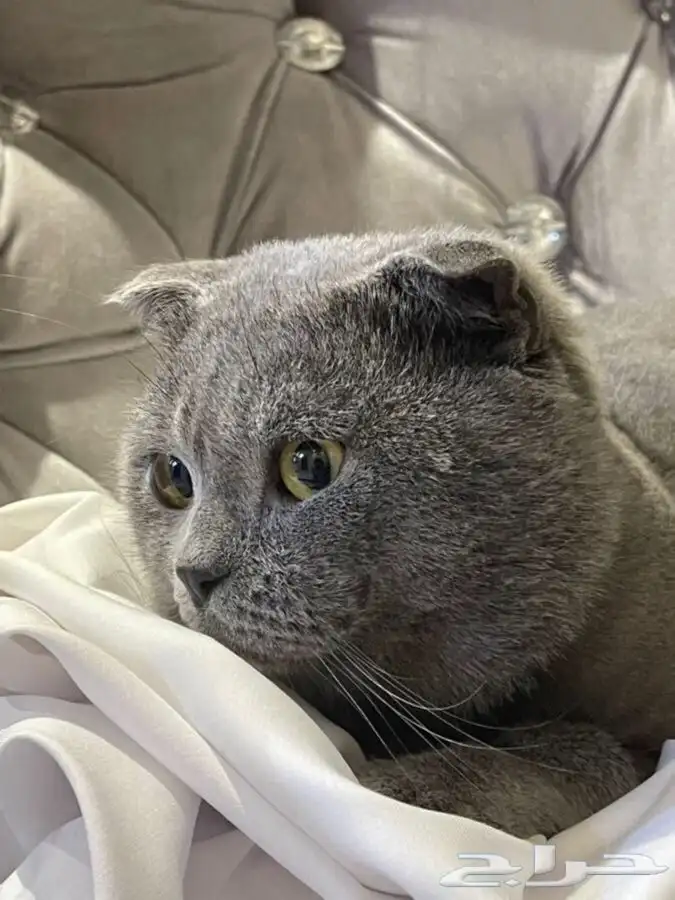 فندقه قطط فندقه ولاده قطط تزاوج قطط يوجد تقسيط تابي 1