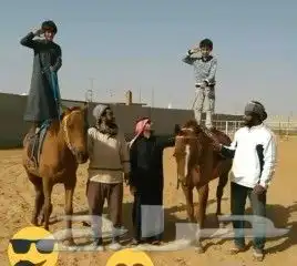 تدريب ركوب الخيل 0