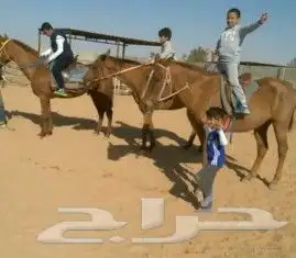 تدريب ركوب الخيل 2