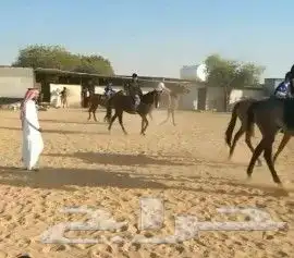 تدريب ركوب الخيل 3